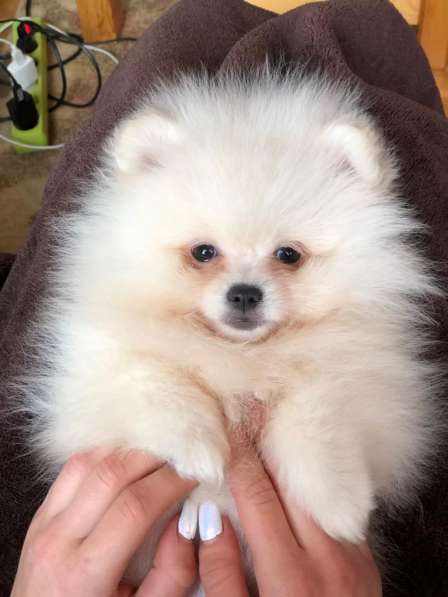 For sale beautiful Pomeranian spitz‼️ в 