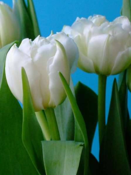 Пионовидные голландские тюльпаны Норткап в Братске фото 3
