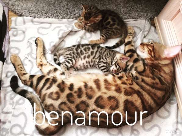 Бенгальская в Санкт-Петербурге фото 5