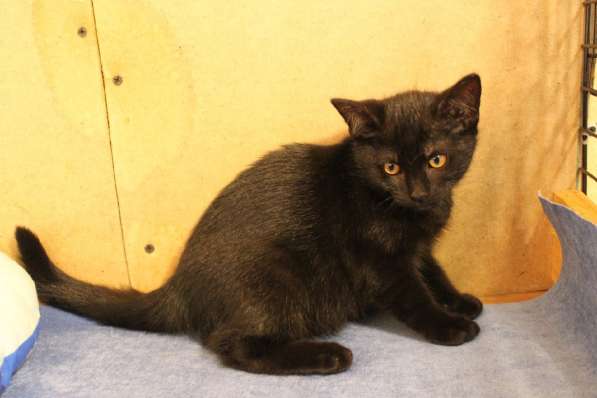 Грациозные угольно-черные котята в Санкт-Петербурге фото 24