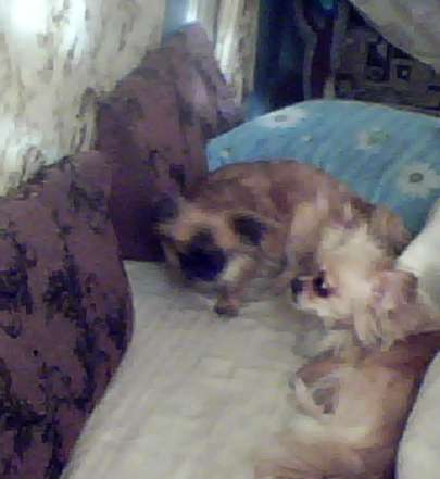 Продам щенка в фото 4