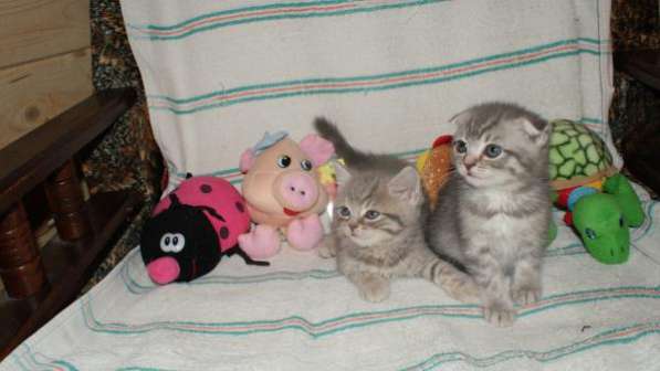 Шотландские красавчики в Москве фото 3