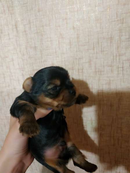 Продаю щенков йоркширских терьеров в фото 7