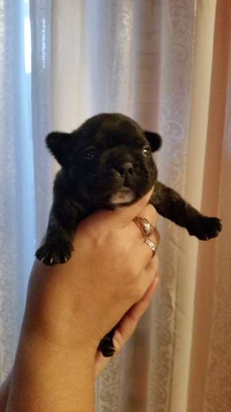 Щенки французского бульдога в Ростове-на-Дону фото 9