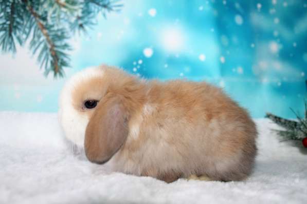 Продажа вислоухих мини-крольчат на новый год в Москве фото 9