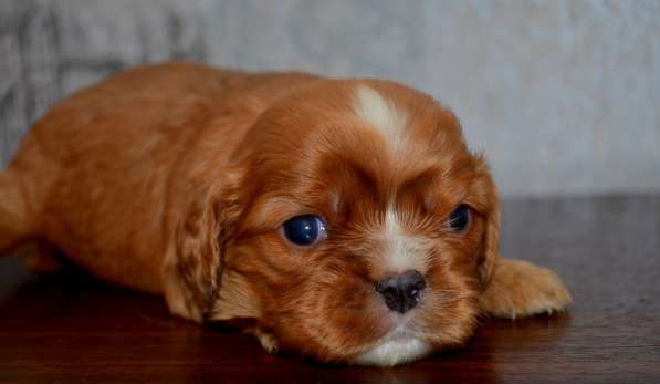 Щенки кавалер кинг чарльз спаниель в Санкт-Петербурге фото 3