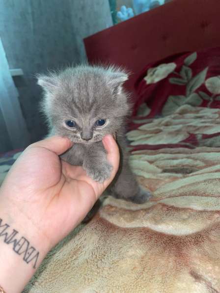 Шотландские котята в Краснодаре фото 3