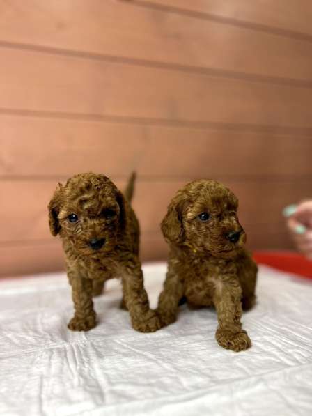 Карликовый Пудель Poodle в фото 20