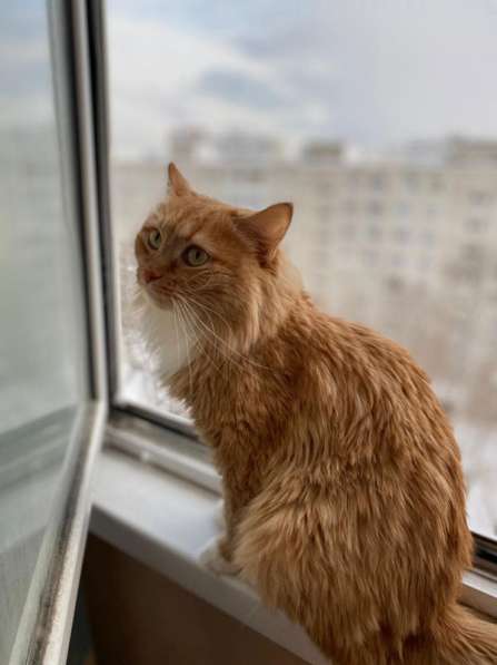 Рыжуля – кошка сложной судьбы. В поисках дома! в Москве фото 6