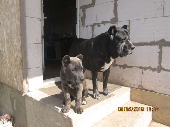 Малыши Корсики 3 мес в Москве фото 28