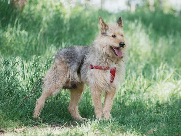 Трогательный Чарлик ищет дом в Москве фото 53