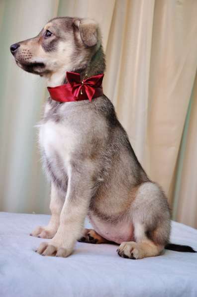 Великолепная Четверка в дар в Москве фото 49