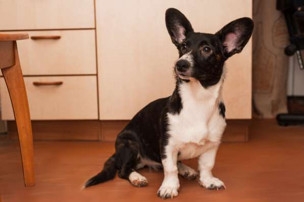 Щенки Вельш-Корги Кардиган в Воронеже фото 10