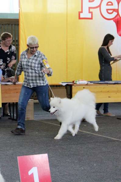 Дрессировка собак - шоу-тренинг и общий курс послушания в Новосибирске фото 4