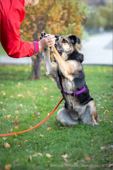 Ласка - дружелюбная, совершенно неконфликтная мудрая собака в Москве фото 17
