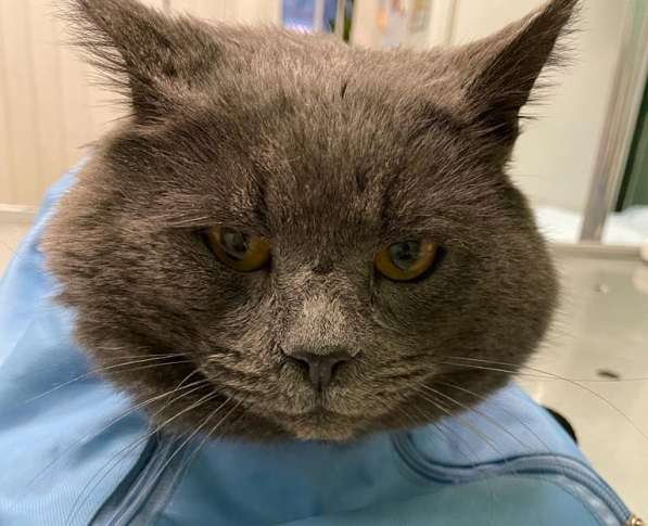 4-летний британский кот даром в Москве фото 21