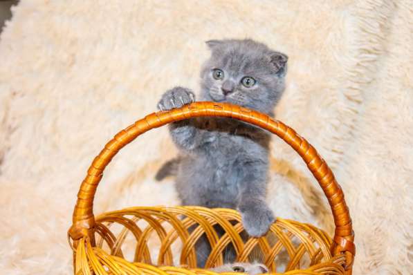 Шотландские котята в фото 11