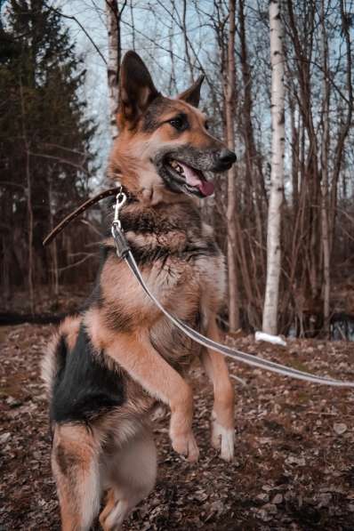 Мини-овчарка, разумная ласковая собака в Санкт-Петербурге фото 8