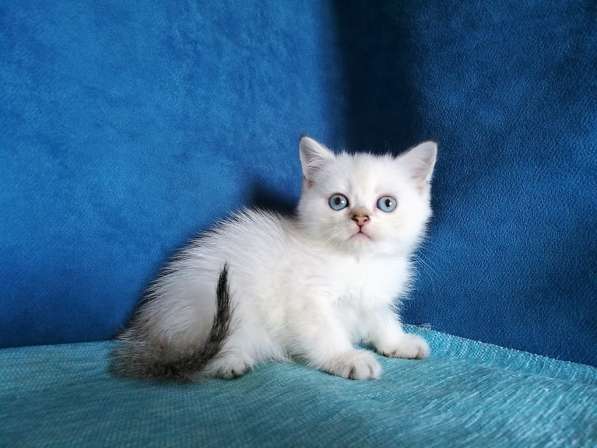 Голубоглазые котята в Казани фото 3