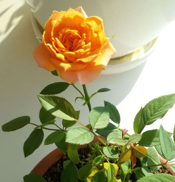 Роза миниатюрная комнатная, саженец
