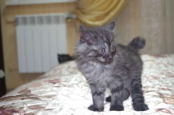 Котята-рысята в Орле