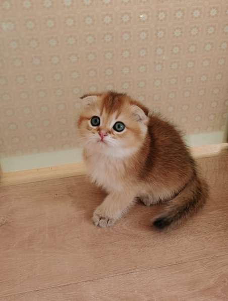 Шотландские котята в Новосибирске фото 7
