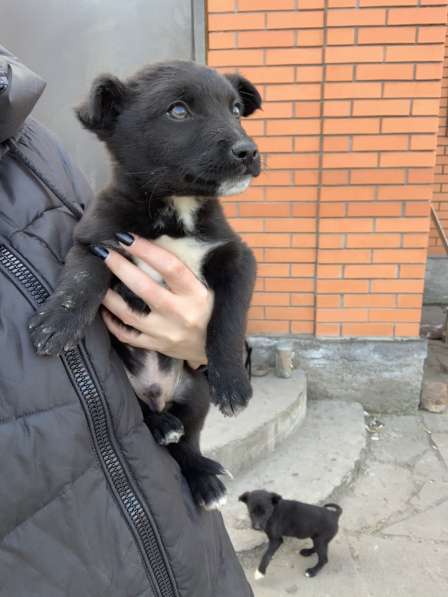 Щенки в Шахтах фото 8