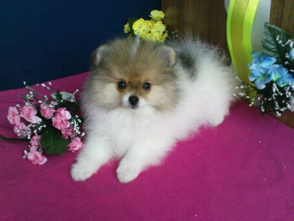 Девочка шпица в Симферополе фото 14