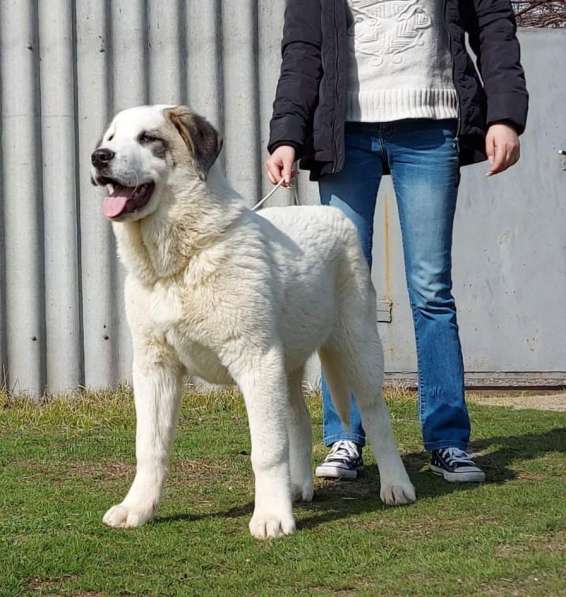 Central Asian Shepherd, Best Puppy Breed в фото 11