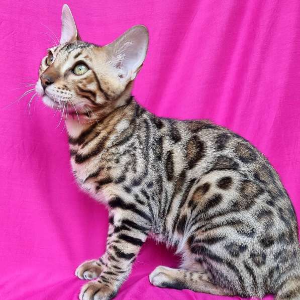 Продается чистокровный бенгальский котенок в 