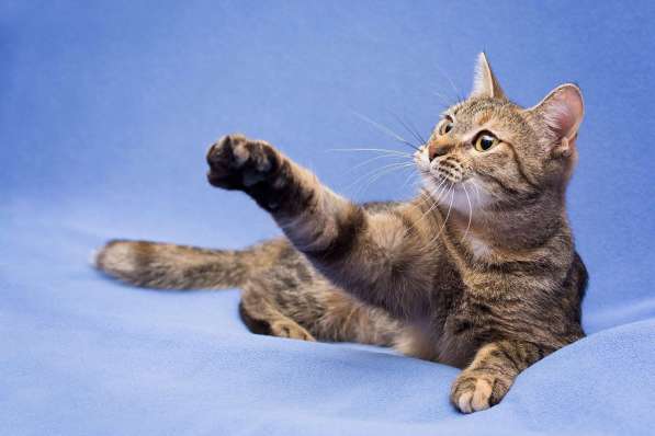 Очаровательная полосатая кошечка Джуля в добрые руки в Москве фото 8