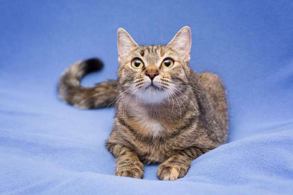 Очаровательная полосатая кошечка Джуля в добрые руки в Москве фото 9