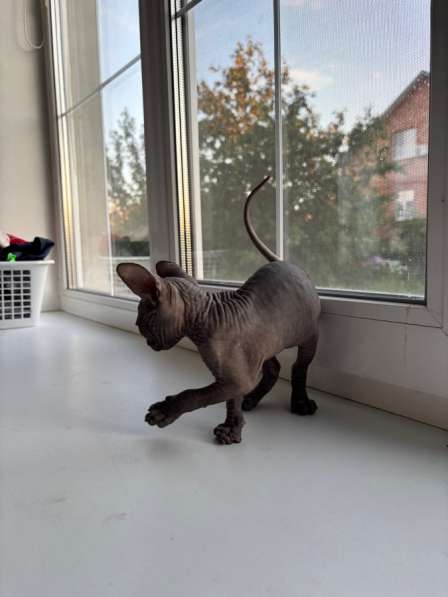 Котята сфинксы в Коломне фото 8