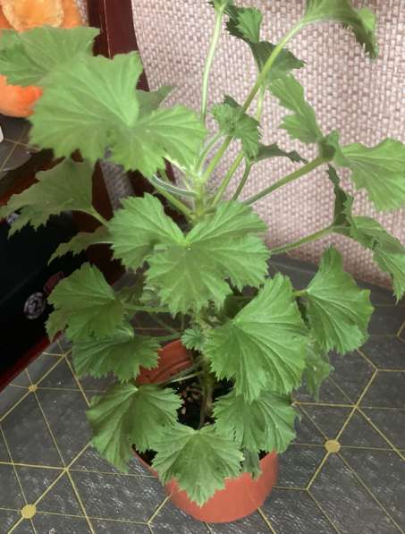 Домашние цветы