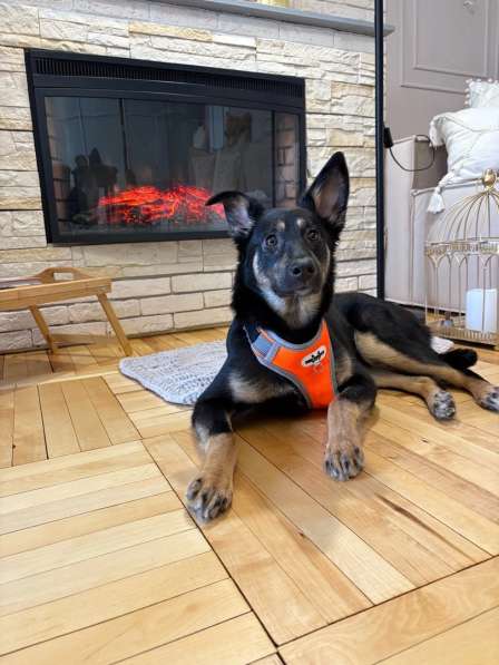 Маленькая лапочка ищет дом в Санкт-Петербурге фото 7