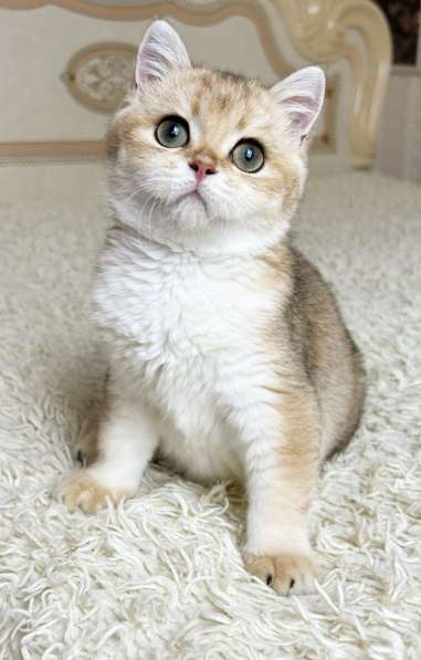 Британский мальчик в окрасе ny11 в Москве фото 6