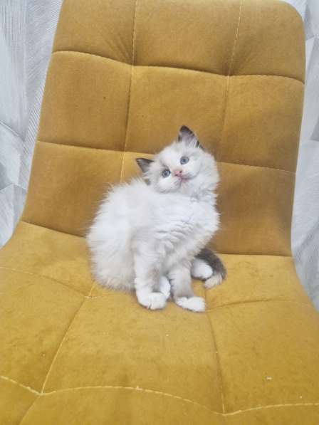 Самый ласковый котик Рэгдолл в Москве