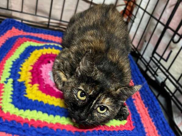 В добрые руки черепаховая кошечка Муся! в Москве фото 4