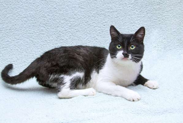 Обаятельный котик Мейсон в дар в Москве фото 5