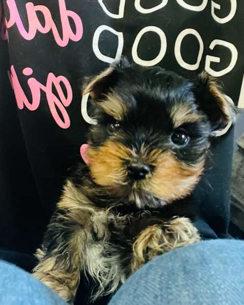 Йоркширский терьер