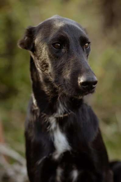 Чудесный Лорд ищет свою семью в Москве фото 6