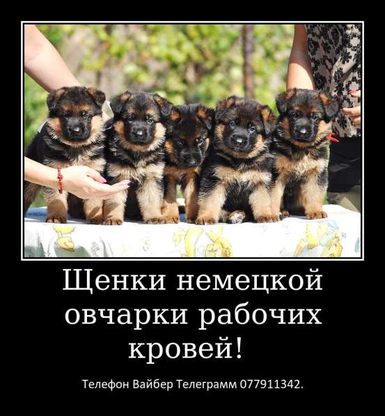 Щенки немецкой овчарки стандартного окраса! в фото 15