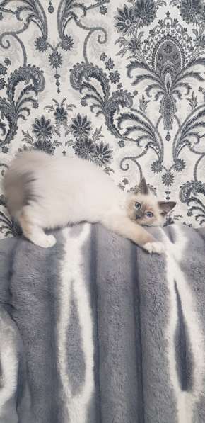 Продажа невских маскарадных котят (питомник Планета Барсов) в Москве фото 7