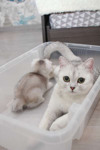 Котята шотландские вислоухие
