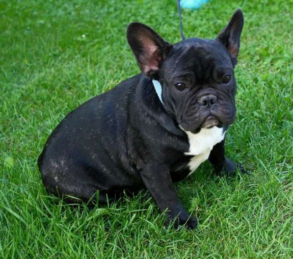 Подрощенные девочки (РКФ) в Москве