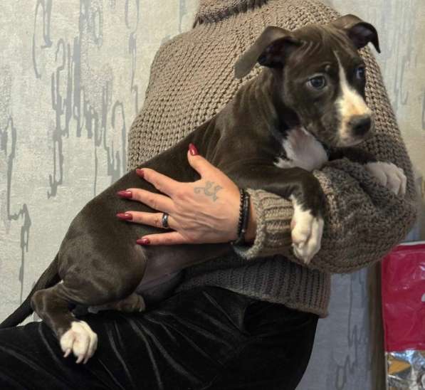 Голубая девочка Амстаффтерьера