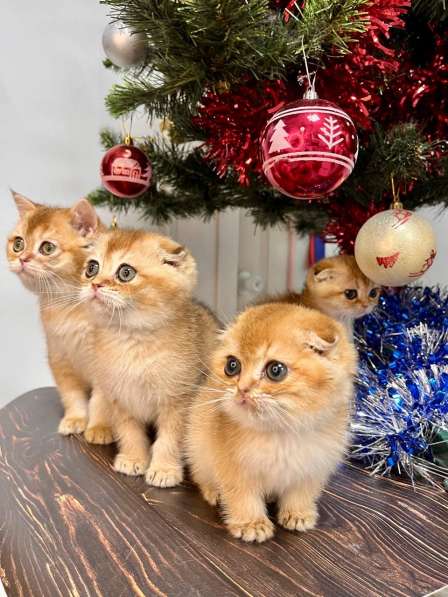 Британские котята купить в Краснодаре