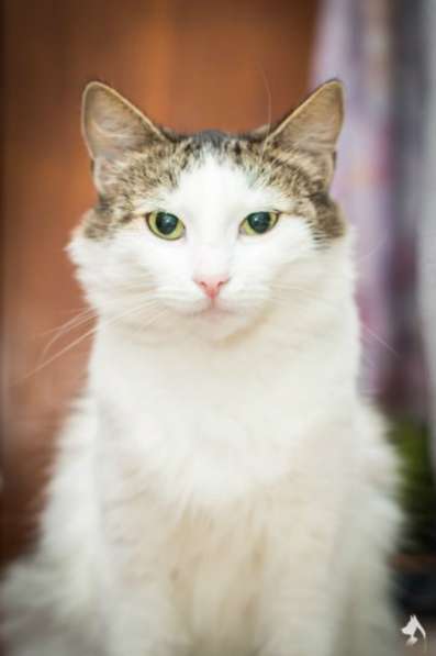 Отдам даром Ласковая Мила ищет семью в Санкт-Петербурге фото 4