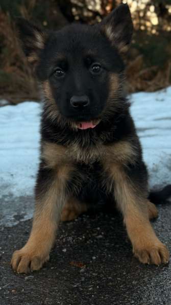 Щенки немецкой овчарки с документами, чистокровные в Москве