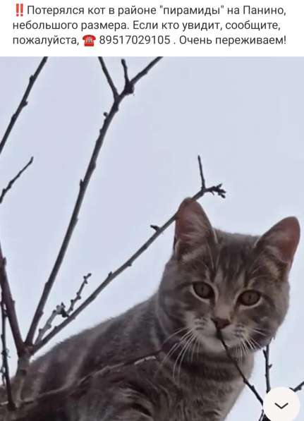 ПРОПАЛ КОТИК ПОМОГИТЕ НАЙТИ